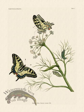 Wilkes Butterflies 001